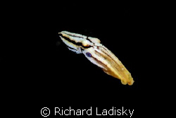 Very rare two-ring blue-ring octopus.  Seen only in Malay... by Richard Ladisky 